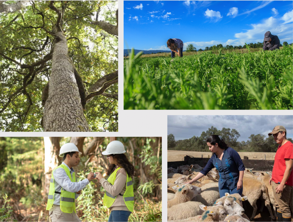 Agronomía y Forestal de la UACh ubicadas entre las mejores de Chile en Ranking QS Facultad de Agronomía y Forestal de la UACh ubicadas entre las mejores de Chile en Ranking QS Facultad de