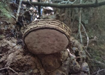 Revista PLOS One: Publican estudio sobre estimulación del sistema inmune de abejas mediante el uso de extracto de hongos