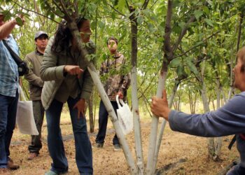 En Máfil realizaron Taller de poda y cosecha semi mecanizada de maqui