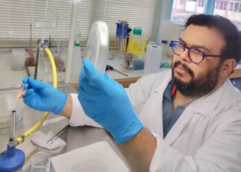 Tesis doctoral estudia la diversidad de hongos endófitos asociados a especie nativa de pradera