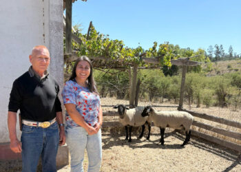 UACh e INIA Cauquenes fortalecen alianza para poner en valor la genética ovina chilena
