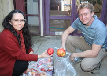 UACh y Michigan State University colaboran en investigación en manzanas