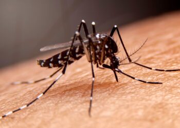 ¿Qué podemos hacer contra los mosquitos?
