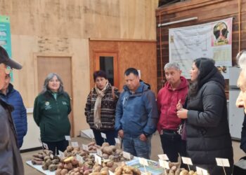Productores de papa de la localidad de Nogales realizaron visita técnica a la UACh
