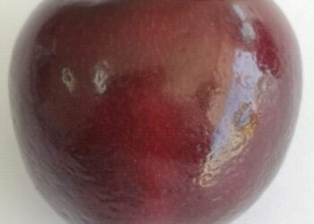 El desafío de la Piel de Lagarto en cerezas: ¿Puede la melatonina proteger la calidad de la fruta en viajes largos?